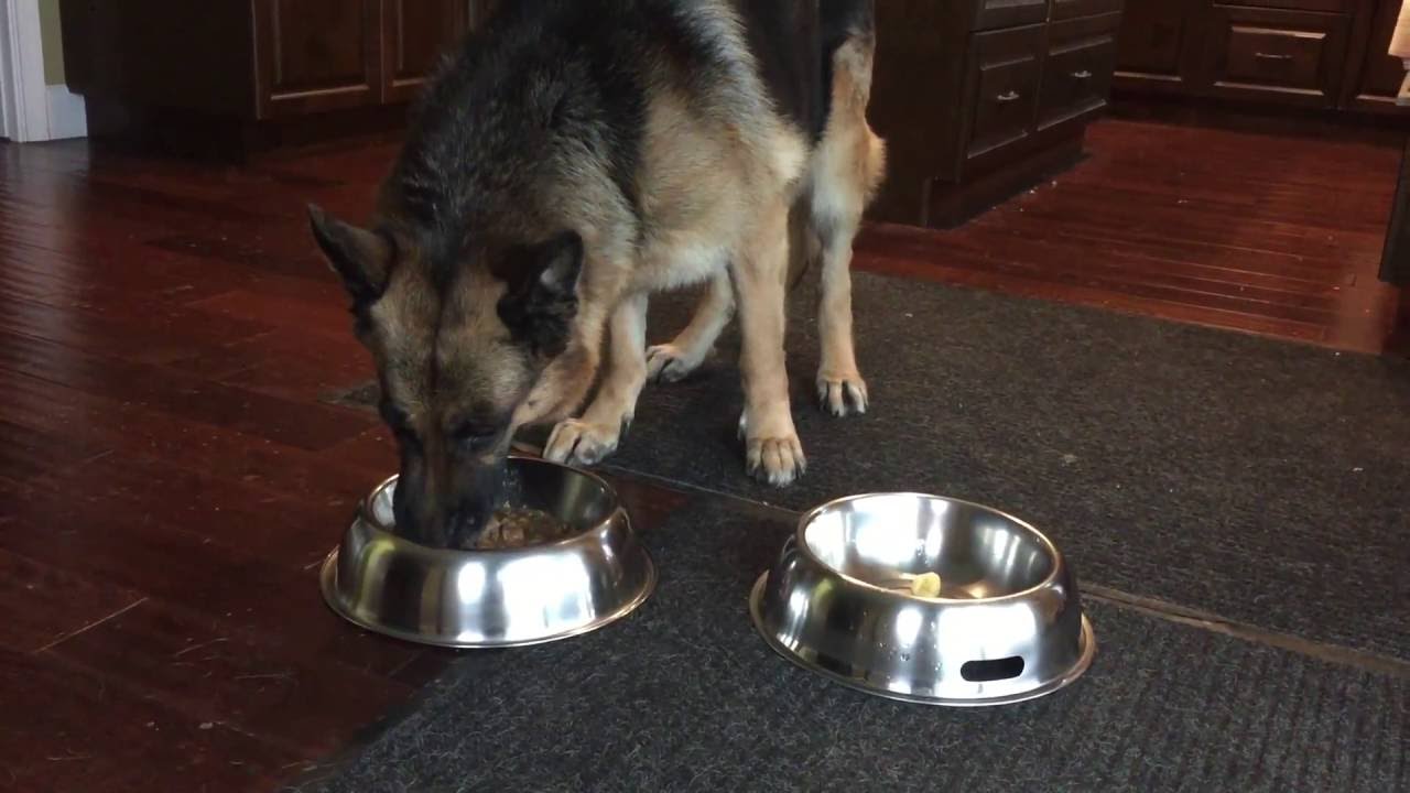 orijen german shepherd