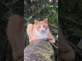 [집냥인척하는 길냥]  담장위의 호랑이.