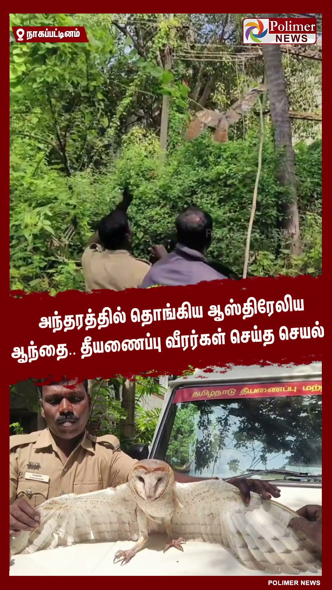 அந்தரத்தில் தொங்கிய ஆஸ்திரேலிய ஆந்தை..!!  #shorts