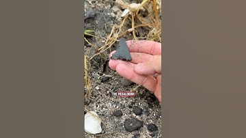 LARGE 24-30 MYO shark tooth discovery! 🦈🤩 #fossils