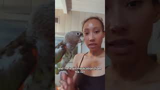 A Day In My Life Owning A Plucking Bird #plucking #feather #birds #medication #parrot #capeparrot