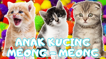 kucing lucu ANAK KUCING MEONG MEONG - kucing meong meong - kucing kawin - KUCING PERSIA LUCU