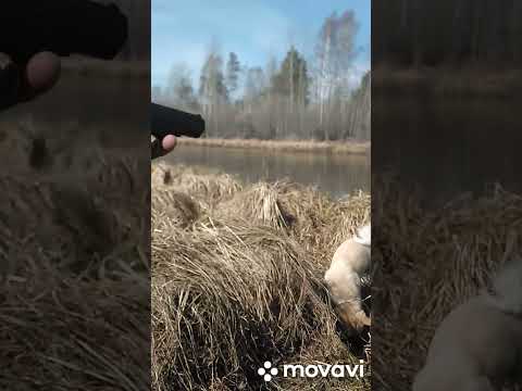 Video: Pištolj PM 49, pneumatski