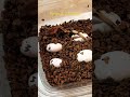 Crested gecko egg hatched