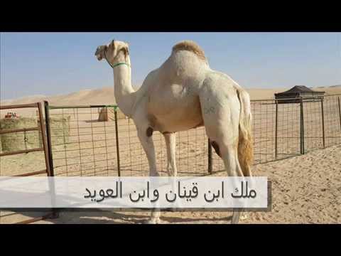 جديد وحصري شيلة الهجن اداء صالح الزهيري