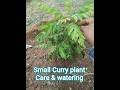 Curry plant Care #hoi #nature #garden #organic #agriculture #ytshorts #real #farming #curryleafplant