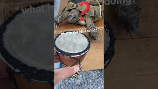 WHAT IS HE DOING Drumming Tortoise #shorts #tortoise #turtle #funny #drumming