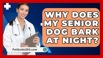 Why Does My Senior Dog Bark At Night? - PetGuide360.com