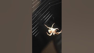 Spider Spinning Web #shorts  #nature #trending #viral #wildlife