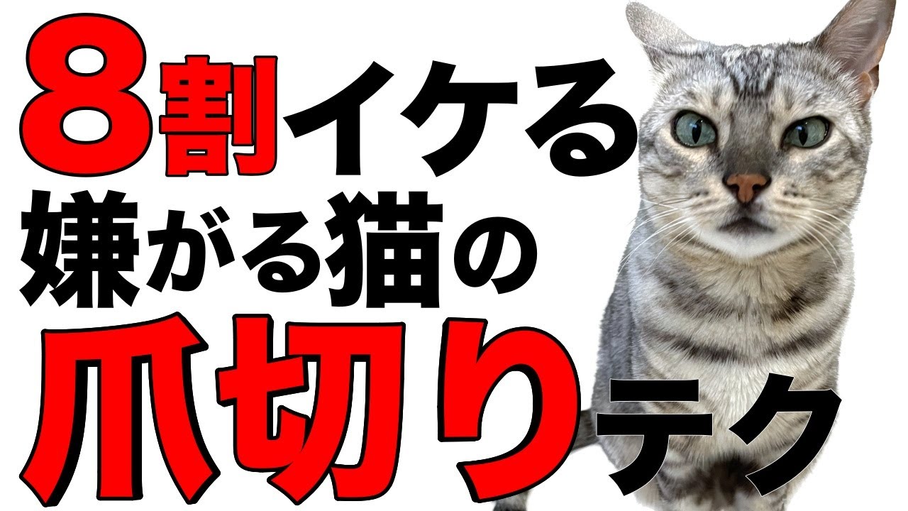 8割イケる】猫の爪切り方法をシェア【※ハサミの向き間違えているので