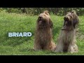 Briard Dog Breed Information 101 の動画、YouTube動画。
