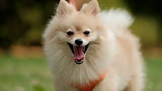 4k video, Look at Camera cutest little Pomeranian dog. Walking cute pet in nature, Nature Hari world