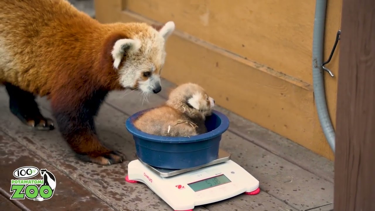 Something New At The Zoo: Red Panda Cubs!