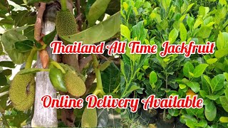 Thailand badaMasi kathal (Thailand All Time Jackfruit)Online plant Delivery Call/WhatsApp📞9679167526