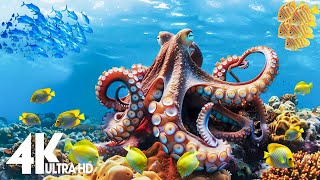 [NEW] Stunning 4K Underwater footage - Rare & Colorful Sea Life Video - Ocean Sounds to Sleep, Relax