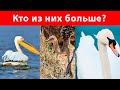 10 Самых больших птиц в мире / Самые большие птицы на планете !