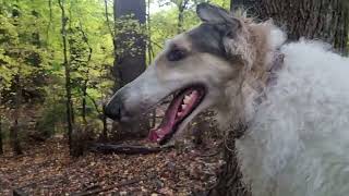 A week in the life of Arlo, May 23 || Rain, hail and shine!! Arlo the Borzoi dog 💙(pre-filmed video) by Angie and Arlo the Borzoi ADVENTURES 158 views 11 months ago 8 minutes, 30 seconds