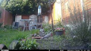 Collared Doves - 1st April 2024 by Wild Animals in a Wild Garden 18 views 10 days ago 5 minutes, 32 seconds