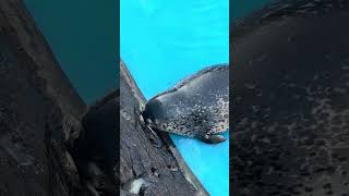 Seal Trying to Seal It Up || ViralHog