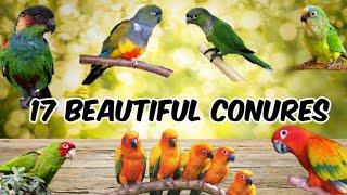 Top 17 Most Beautiful Conures - VJ PET&#39;S KPM