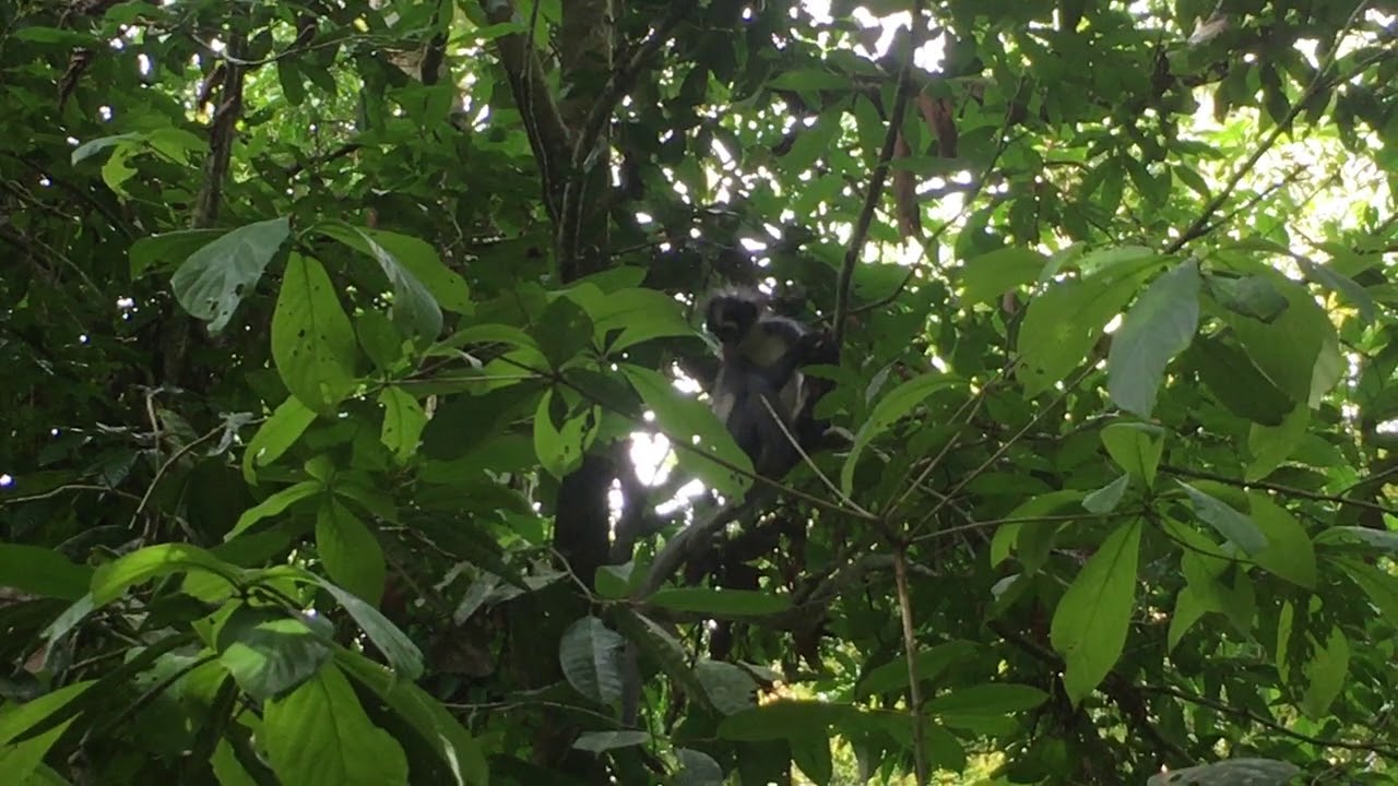 Thomas leaf monkey in the jungle of Ketambe