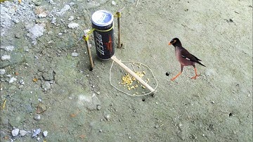Bird Trap | Bird trap using Coca-Cola bottle and bamboo from village | Bird trap from cans Coca-Cola