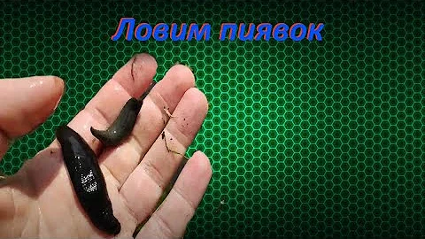 Ловим пиявок / как наловить много пиявок