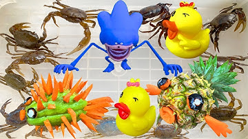 Kem Ốc Chanel ra bờ ao câu con cá mập xanh, cá mập cắn con vịt, nhím sonic, cá nóc, rùa con màu sắc.