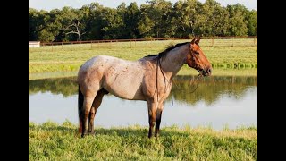 Bay Roan AQHA Gelding For Sale On Thehorsebay.com
