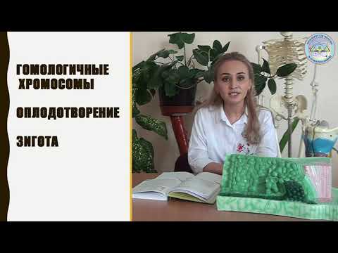 Количество хромосом у разных видов организмов. Гаплоидный, диплоидный наборы хромосом.