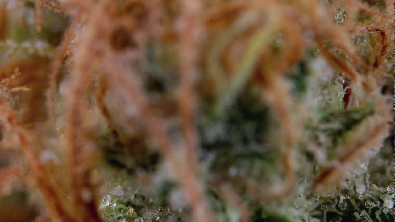 4K BCN Diesel Hyperzoom