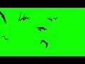 Realistic Bats Flying Toward Viewer Green Screen Background Loop HD EXCLUSIVE 