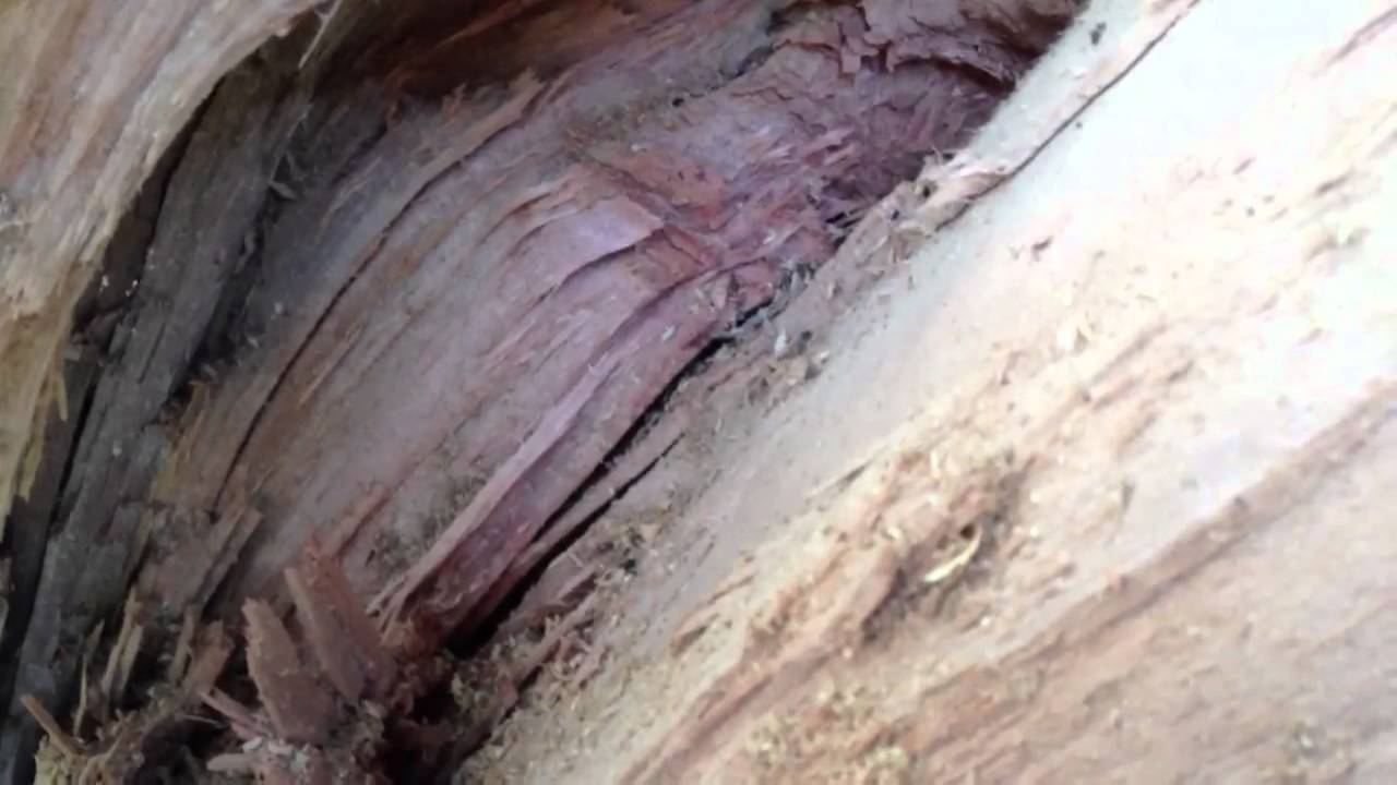 Hazardous Tree Eucalyptus YouTube