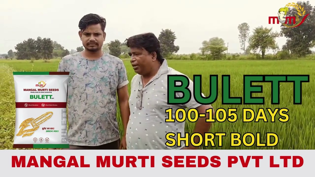 BULLET Paddy Seeds | Best 100 Days Variety | Best Yield | Highly Profitable | Mangal Murti Seeds