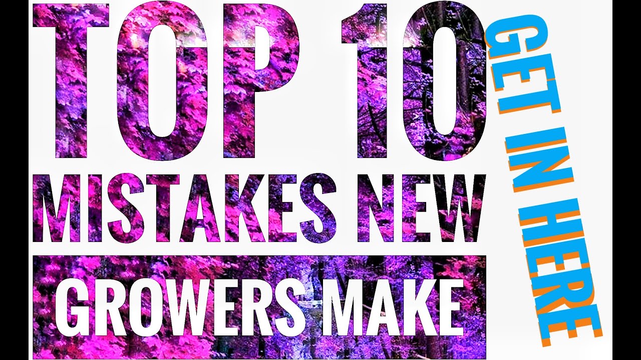 Top 10 Mistakes New Growers Make With GT