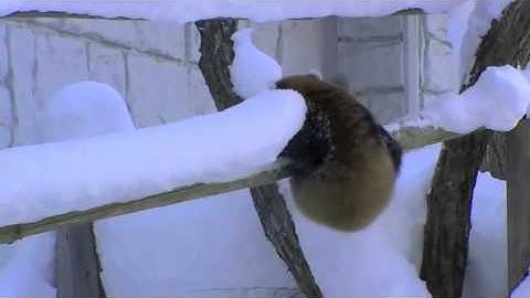 Baby Red Pandas Playing In The Snow