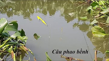 Cận cảnh câu cá chép, cá diếc  phao bềnh lưỡi đơn