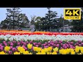 Nabana no sato the beautiful tulip garden in full bloom japan