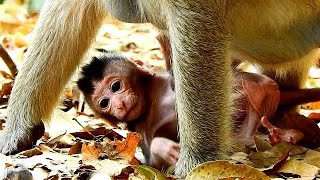 Very cute and beautiful baby Madea from mom Madia in Carbzila group. by Everyday Monkey 2,102 views 3 years ago 4 minutes, 46 seconds