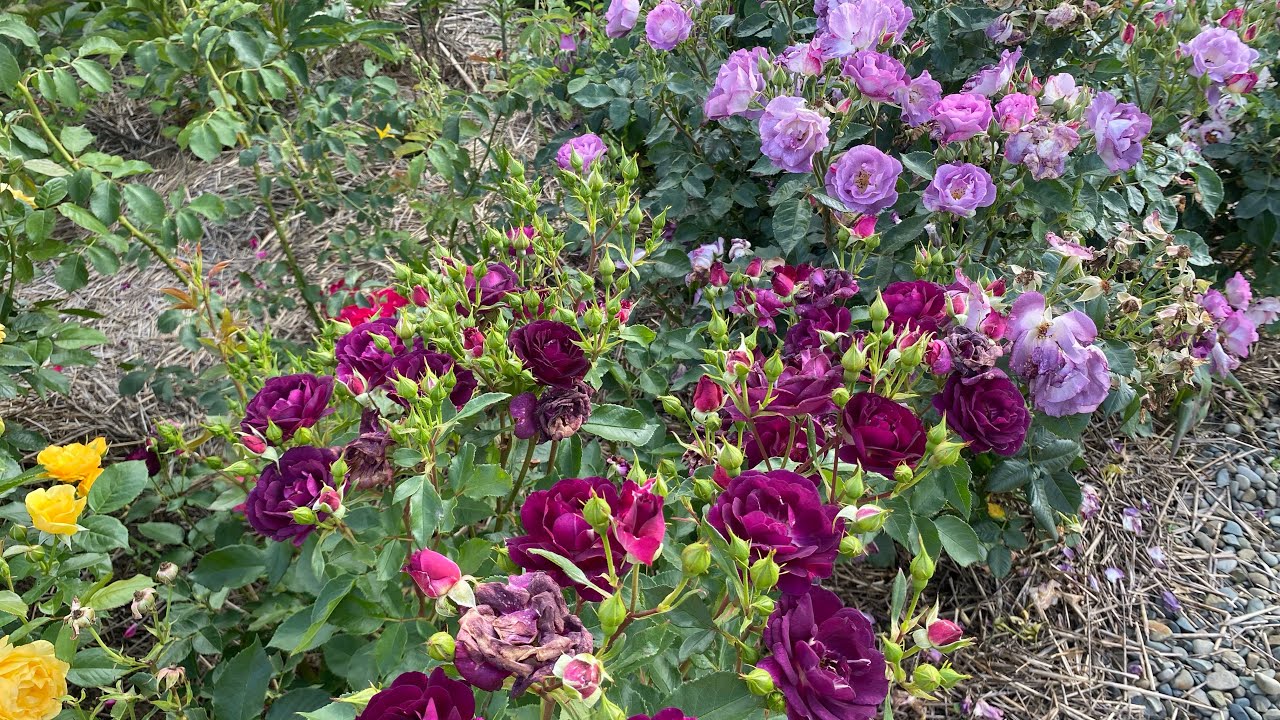 First flush of roses blooming in Ukraine. Intensity of color, fragrance ...
