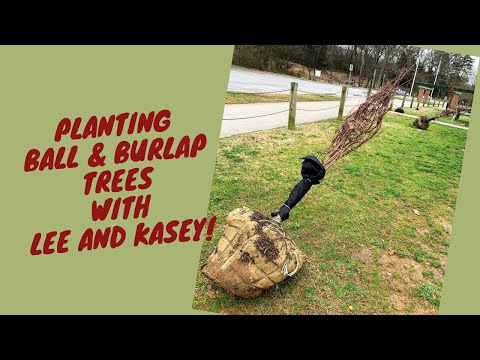 Trees Wrapped In Burlap – Tips On Planting A Balled And Burlapped Tree