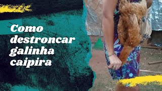 COMO DESTRONCAR PESCOÇO DE GALINHA CAIPIRA | FORMA CORRETA