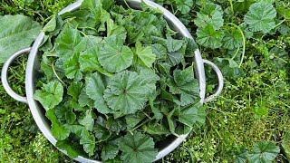 Kashmiri style sochal recipe|Mallow leaves recipe in kashmiri style|Quick and easy Sonchal recipe.