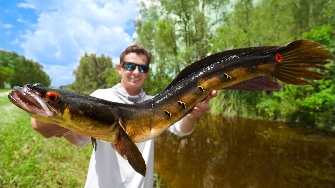 INVASIVE Snakehead in ROADSIDE Ditch! Catch Clean Cook