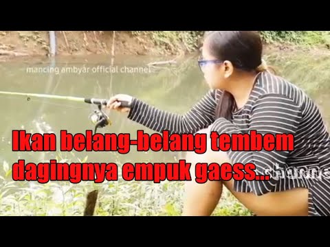 ikan tembem dagingnya empuk, mancing cantik ambyar, BTS fishing mania, mancing viral, banana fishing