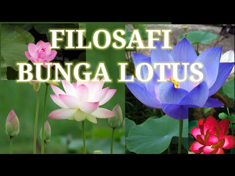 Video: Apa yang dilambangkan oleh bunga lotus?
