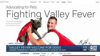 Valley fever vaccine for dogs in the works