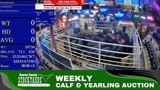 Beaver County Stockyards | Massive Feeder Cattle Auction — 7/21/26