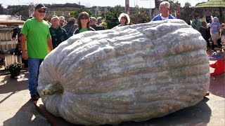 The Biggest Vegetable on Earth is Bigger Than Your Imagination
The biggest vegetable is a source of entertainment for a farmer. It brings them pride and popularity along with nutrition. Its hard to believe that growing such a vegetable is possible but these farmers have proven that it can be done. From squash that weighs thousands of kilos to a carrot that could weigh as much as a small child, here is the list of the biggest vegetables on earth.
1. Heaviest Eggplant
The weightiest eggplant clocked 3.12 kilos. One Peter Glazebrook grew it for the CANNA UK National Giant Vegetables Championships. The competition was held in Worcestershire, UK, in 2021. Glazebrook, from Nottinghamshire, is one of the most accomplished growers of giant vegetables. Head judge Martyn Davis of the UK National Vegetable Society confirmed the weight.
2. Heaviest Marrow
Out of the many competitors for the biggest fruits and vegetables, this heavy marrow weighed 116.4 kg. Vincent Sjodin grew it for the same 2021 CANNA UK National Giant Vegetables Championships. The massive marrow measured 157 centimeters in length and 60 centimeters in width. It beat the previous record by 22.7 kg. Sjodin, from Barry Island in South Wales, attributed his success to the use of fish guts and heads in his compost. Creepy? Whatever it takes to win man.
3. World’s Largest Green Cabbage
A giant vegetable grower has his sights set on the record for the heaviest green cabbage. David Thomas from Cornwall already holds three world records for other giant vegetables. But the heaviest green cabbage has eluded him. It weighed 62.71 kilos and was presented at the Alaska State Fair by Scott A. Robb.
I hope you have a huge appetite for more fun facts. Keep sharing your sentiments on the comments section, and we’ll keep serving you big things.
4. World’s Heaviest Carrot
According to the Guinness Book of World Records, the heaviest carrot record now stands at 22 pounds, 7 ounces. It was grown by Chris Qualley from Minnesota. That’s the weight of 60 normal carrots and heavier than a bowling ball. Ian Paton, the president of the Great Pumpkin Commonwealth, flagged Chris’s carrot record to the Guinness World Records. While the GPC does not monitor records for carrots, Ian Paton confirmed that the vegie was weighed using the same guidelines that as for other GPC vegetables. Also, Joe Atherton created the World Record for longest carrot, a gigantic 20 foot, 5.9 inches in 2016. That’s about the same height as a giraffe! Who needs that much vitamins? It was grown for the UK Giant Vegetable show in Malvern.
5. World’s Longest Cucumber
A 75-year-old Sikh from Derby grew the world’s largest vegetable. He said that praying to it daily helped the ribbed vegetable grow to the world-record size. Raghbir Singh Sanghera, who worked as a farmer in India before moving to the UK, grew the 129.54-centimeter cucumber in his greenhouse. At the time of this report, Sanghera, a priest at a local Gurdwara and keen gardener, mentioned the cucumber continued to grow in girth and length.
6. Heaviest Watermelon
Lloyd Bright grew this 268.9-pound watermelon, which broke the Guinness World Record. Bright’s giant watermelons are weighed annually at the Hope, Arkansas, watermelon festival. The event was held for the first time in 1925. It seems watermelon records are part of the Bright family business. In 1979, Lloyd and his father took home the same record with a 200-pound melon. They set a new record in 1985 with one that weighed 260 pounds. With this behemoth in your kitchen, you could make about 123 batches of tangy watermelon salad.
Lets get some major likes from all you melon lovers out there.
7. Tomato Plant
The most magical place on earth also boasts the largest cherry tomato plant. In 2006, Guinness also awarded this “Tomato Tree” the record for the largest harvest from a single plant when the year’s tally yielded 32,000 fruits. So it’s now a double-record holder. The tree hangs from trestles inside The Land at Epcot Center in Orlando, Florida. Guests can view it during boat rides around the Epcot Center pavilion. Harvested all at once, 32,000 tomatoes make about 1,151 pounds of tomato salsa, or 11,510 servings.
8. The hundred and sixty thousand-dollar-truffle
This unbelievable vegetable holds the title in the world record book. And the record breaker is Hong Kong businessman Gordon Wu who purchased it for a staggering 160,000 dollars. This white truffle doesn’t hold a world record for its size, but rather its price tag. The truffle was revealed in Italy in 2006 where Wu and his wife were taking part in a charity auction. Wu later served the 3-pound fungus as part of a five-course banquet in Hong Kong. Most white truffle recipes call for only a few ounces of the notoriously pricy food. So three pounds is quite a lot to dish out.
What do you think about these vegetables? Have you ever grown anything like this big? Let us know in the comments section below.
#ultimatefact #facts #biggestvegetable The Biggest Vegetable on Earth is Bigger Than Your Imagination