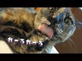 大きなクッションを運ぶサビ猫　なかなか見せてくれない姿をペットカメラで撮影
